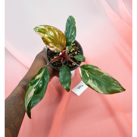 Pink Princess Philodendron 4" US Seller | RARE Pot - Picture 3 of 5